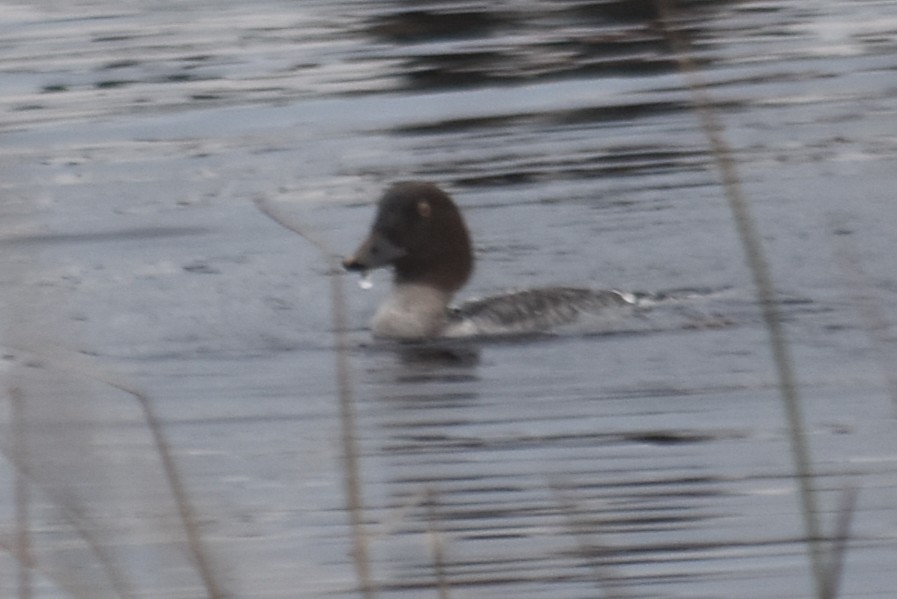 Common Goldeneye - ML646324551