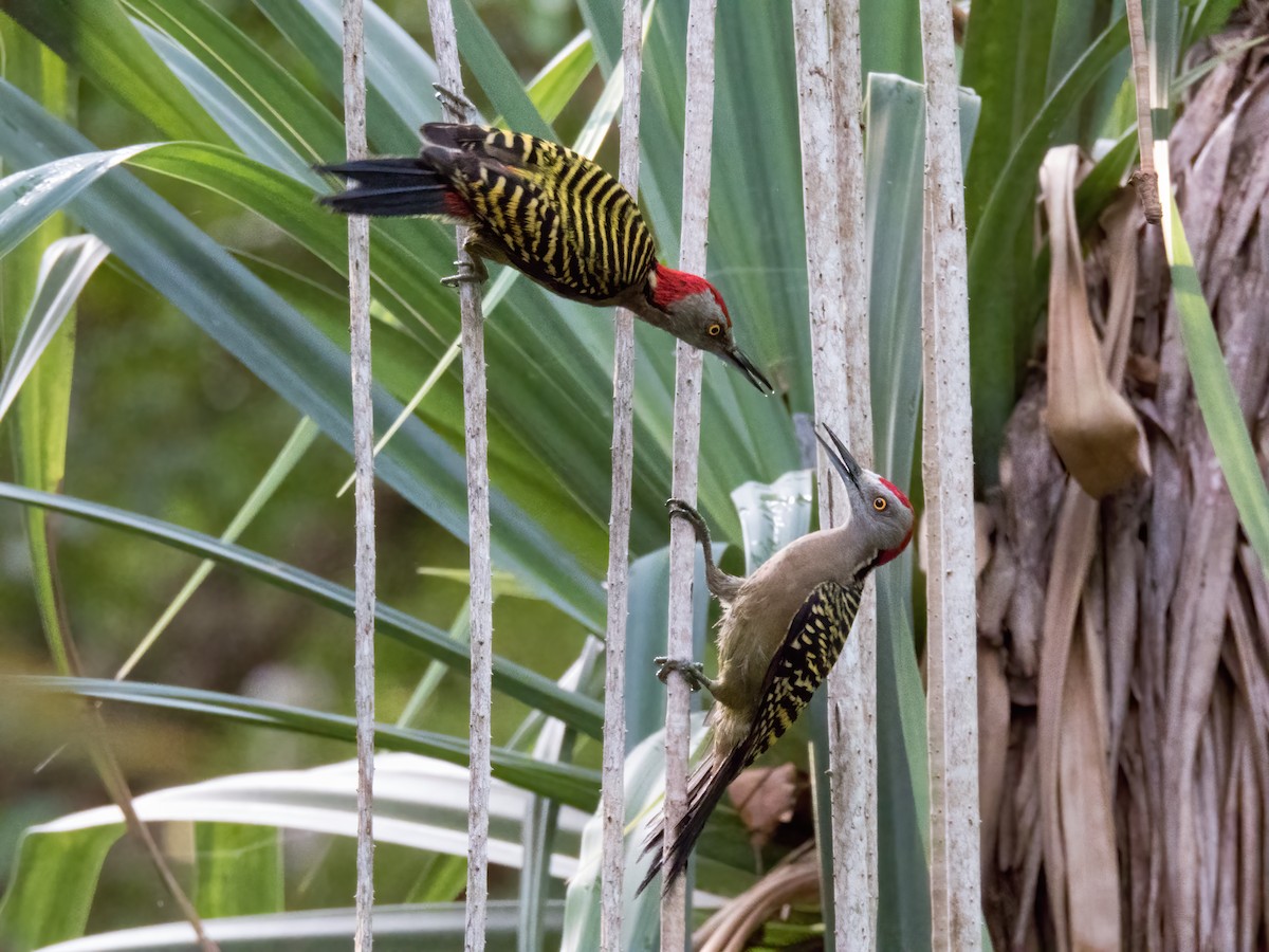Hispaniolan Woodpecker - ML646324552