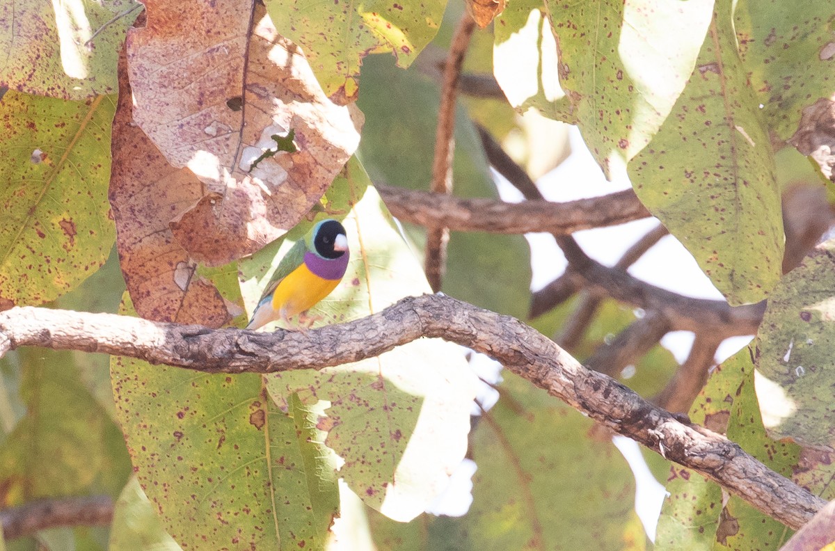 Gouldian Finch - ML646324553