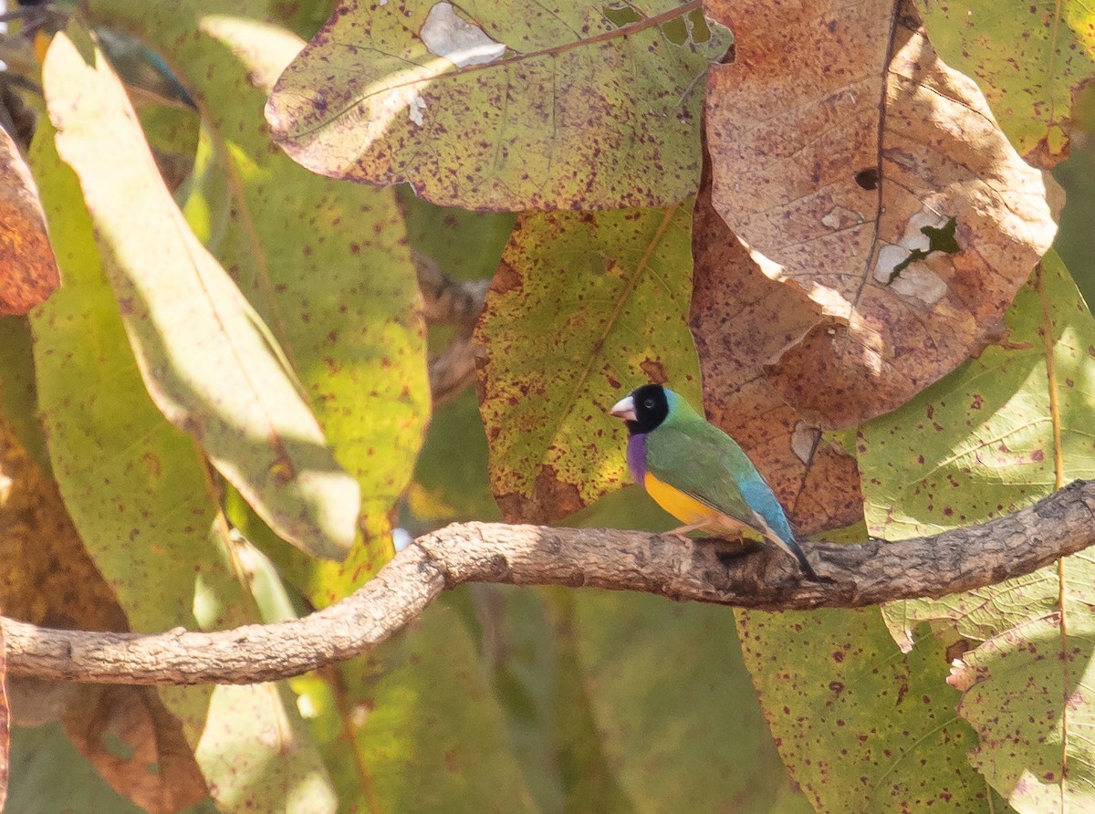 Gouldian Finch - ML646324554