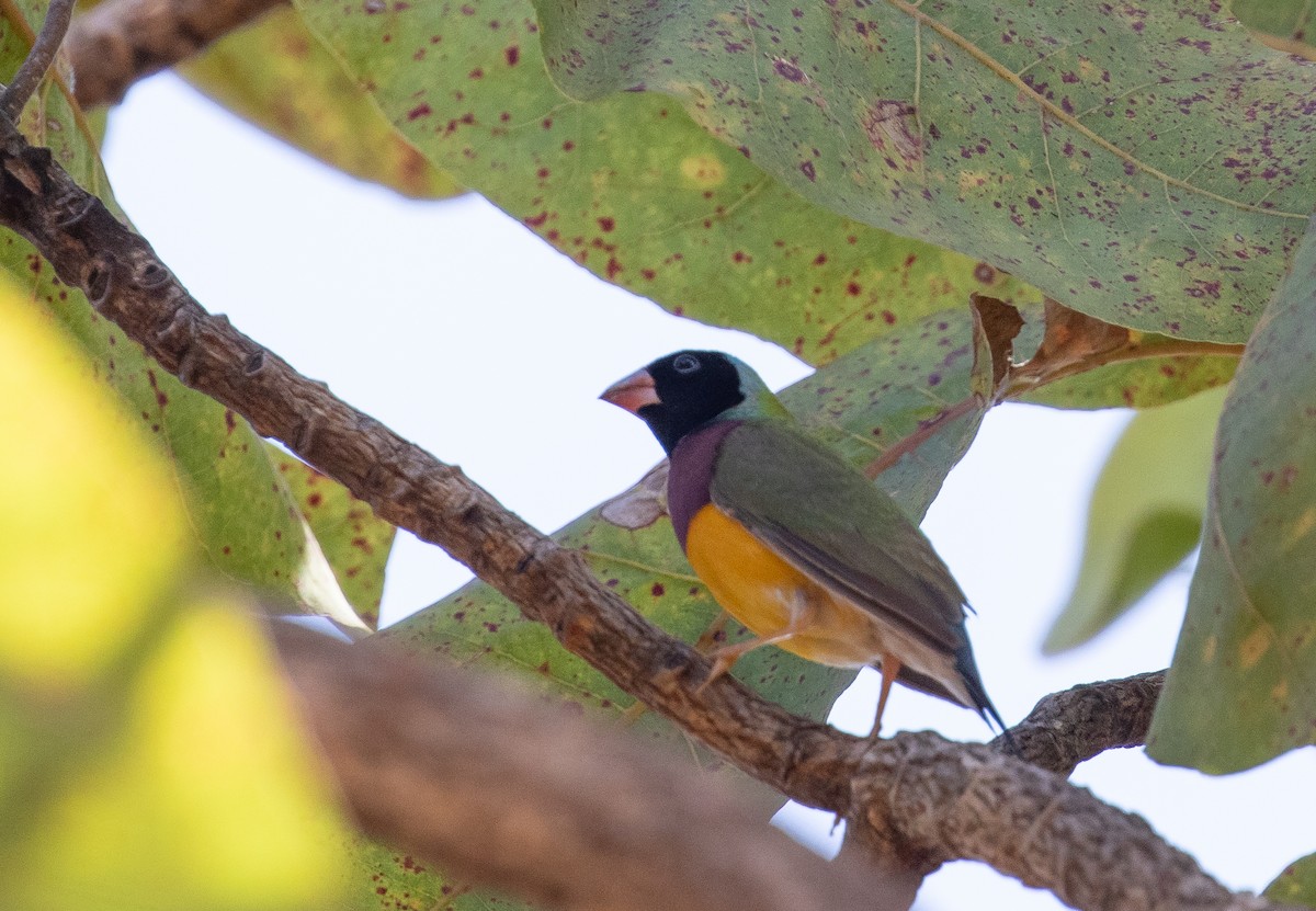 Gouldian Finch - ML646324556