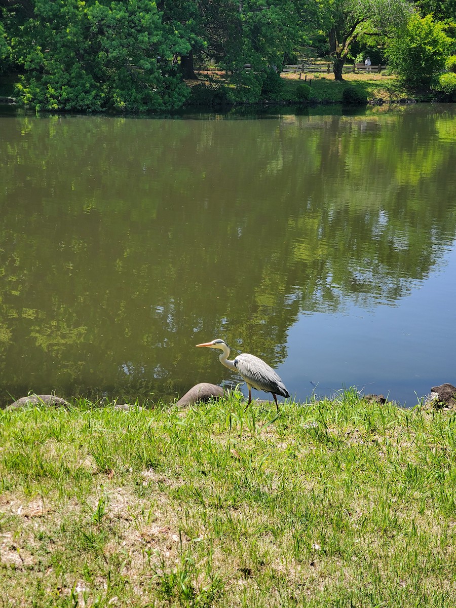 アオサギ - ML646324557