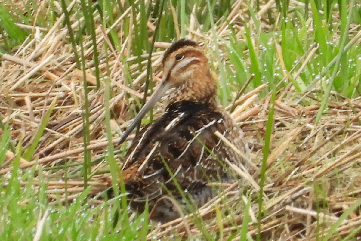 アメリカタシギ - ML646324559