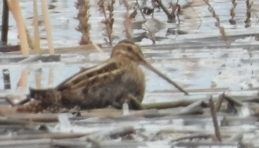 アメリカタシギ - ML646324568