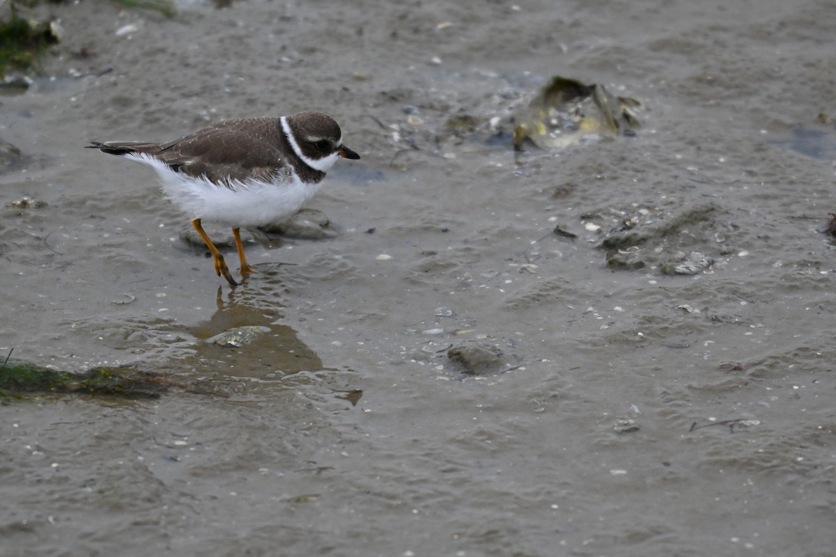Semipalmated Plover - ML646324569
