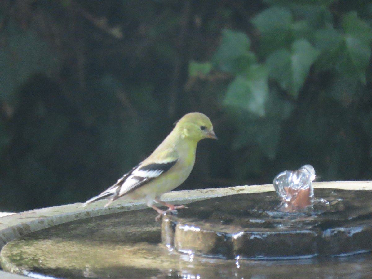 American Goldfinch - ML646324570