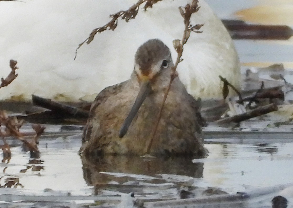 Long-billed Dowitcher - ML646324578