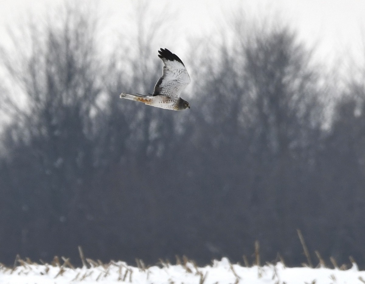 Northern Harrier - ML646324579