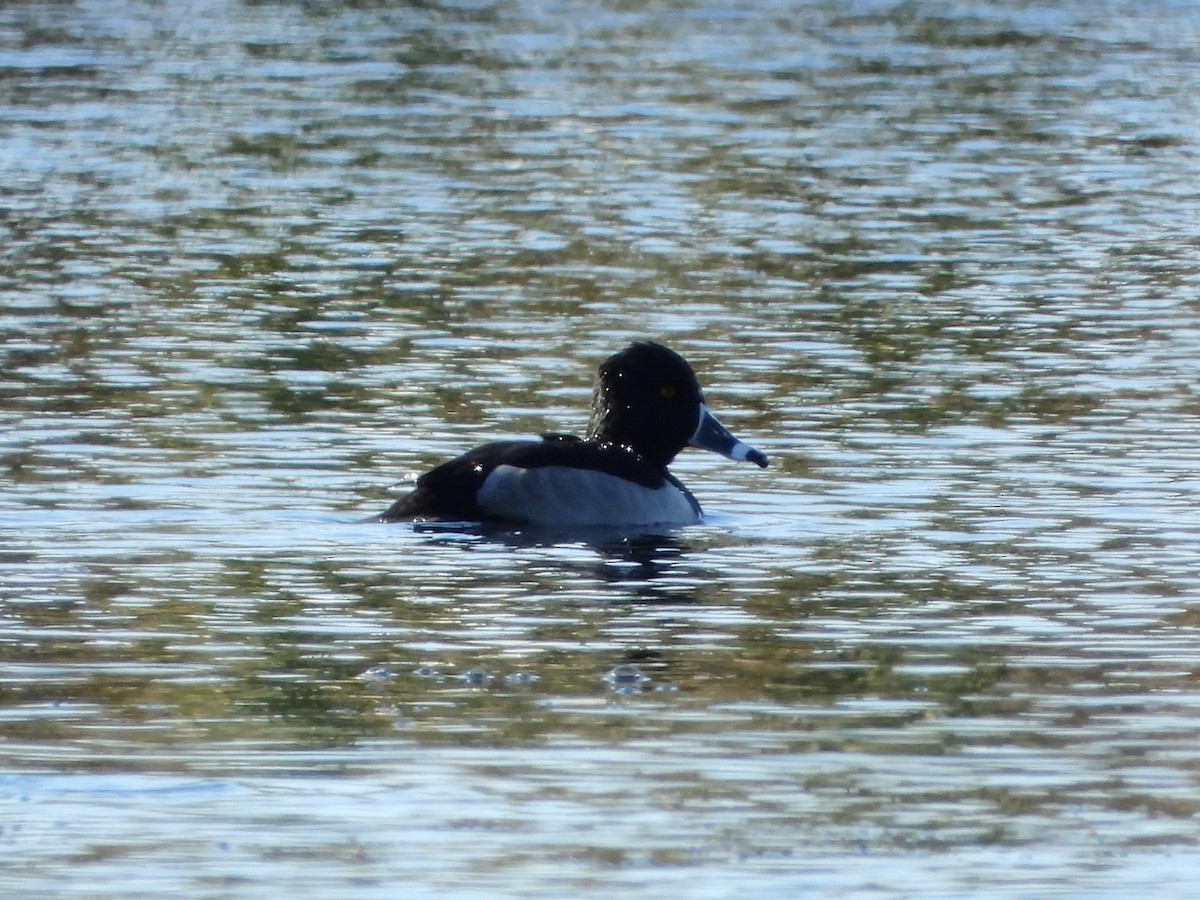 Ring-necked Duck - ML646324580