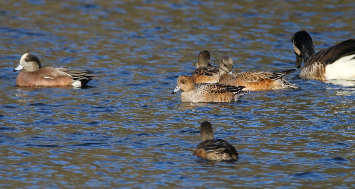 赤頸鴨 - ML646324581