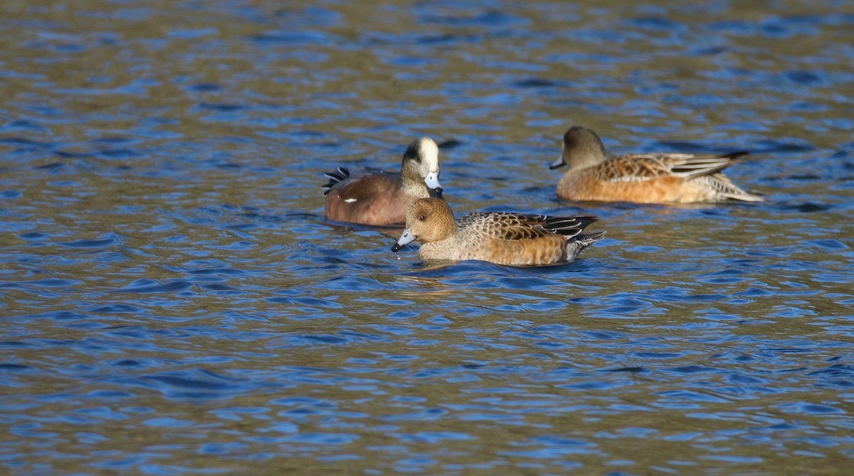 赤頸鴨 - ML646324585