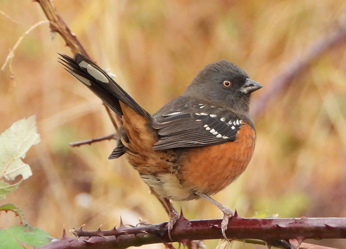 Spotted Towhee - ML646324590