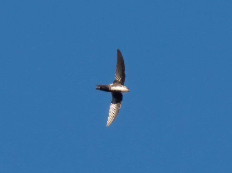 Antillean Palm Swift - ML646324593