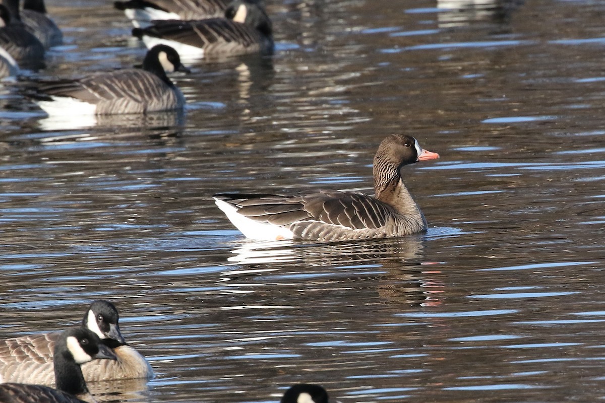 Greater White-fronted Goose - ML646324594