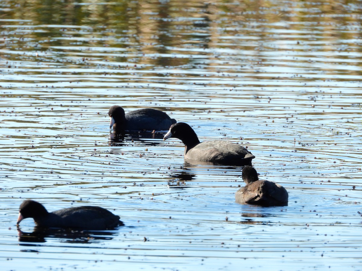 American Coot - ML646324595