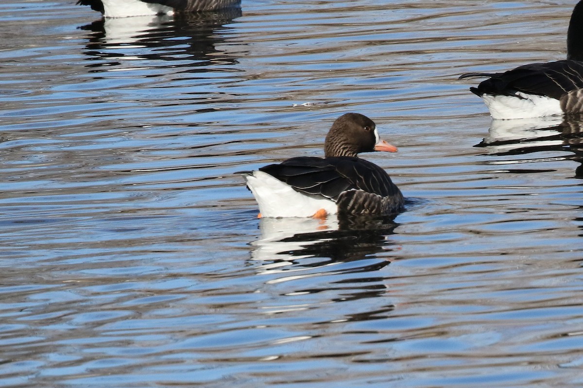 Greater White-fronted Goose - ML646324599