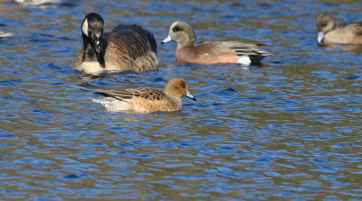 赤頸鴨 - ML646324601