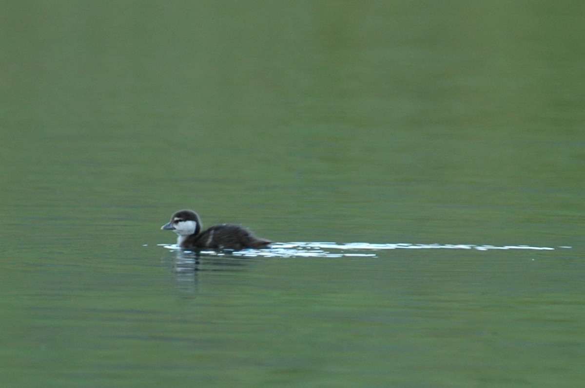 Harlequin Duck - ML646324602