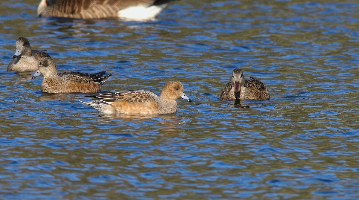 赤頸鴨 - ML646324603