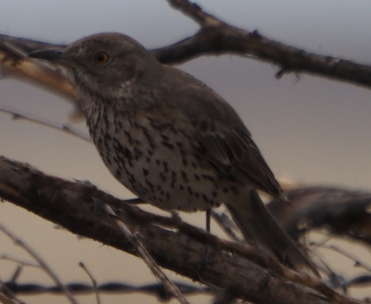 Sage Thrasher - ML646324607