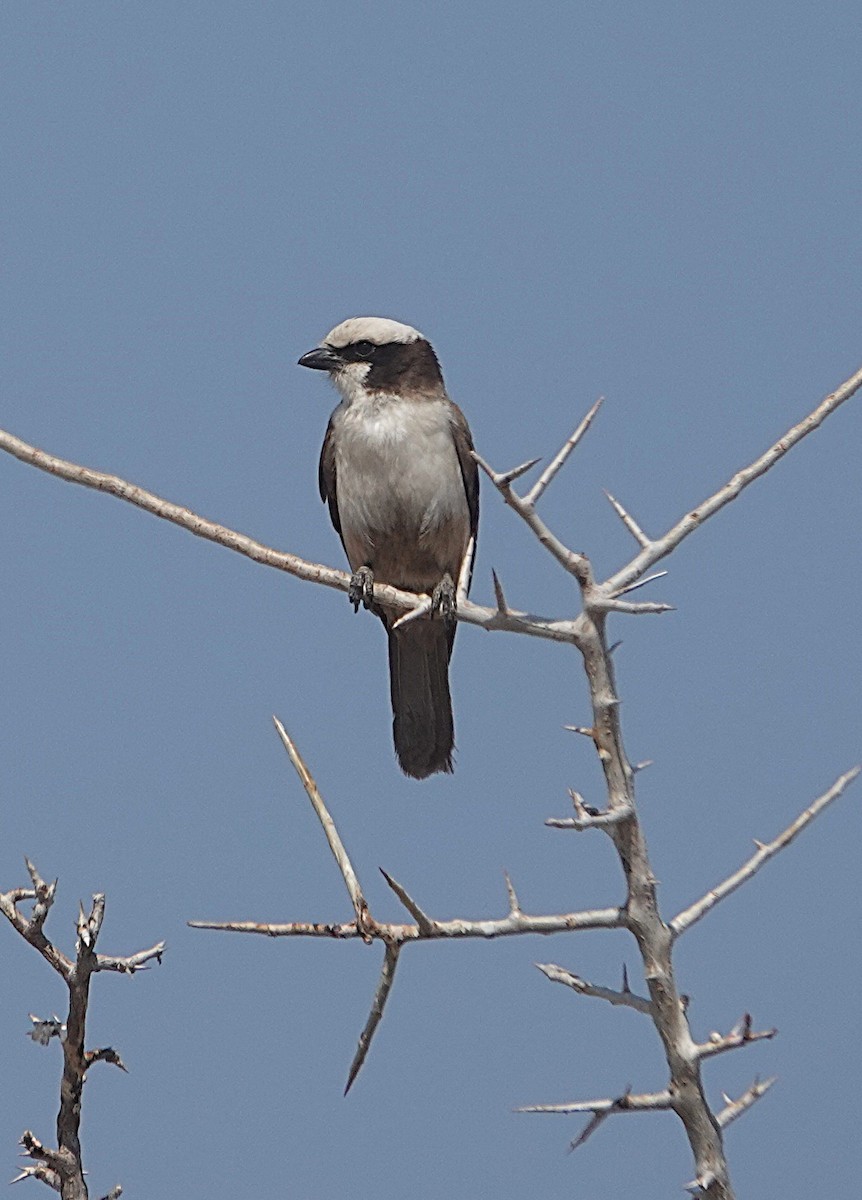 White-crowned Shrike - ML646324610