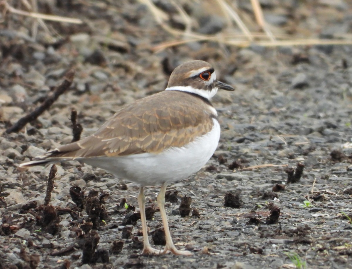 Killdeer - ML646324611