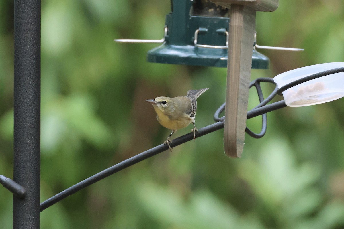 Pine Warbler - ML646324612