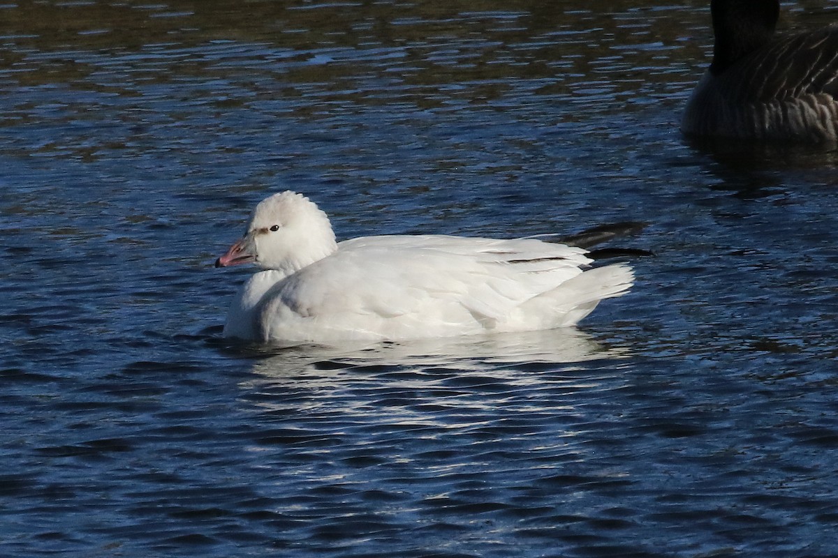 Ross's Goose - ML646324613