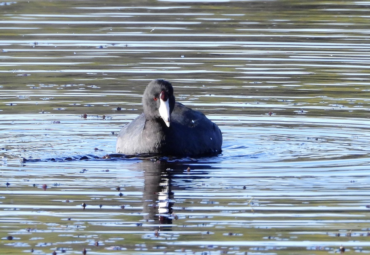 American Coot - ML646324615