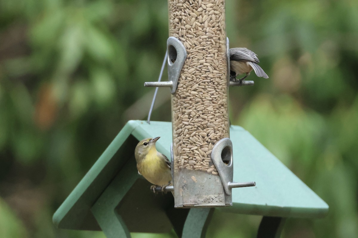 Pine Warbler - ML646324616