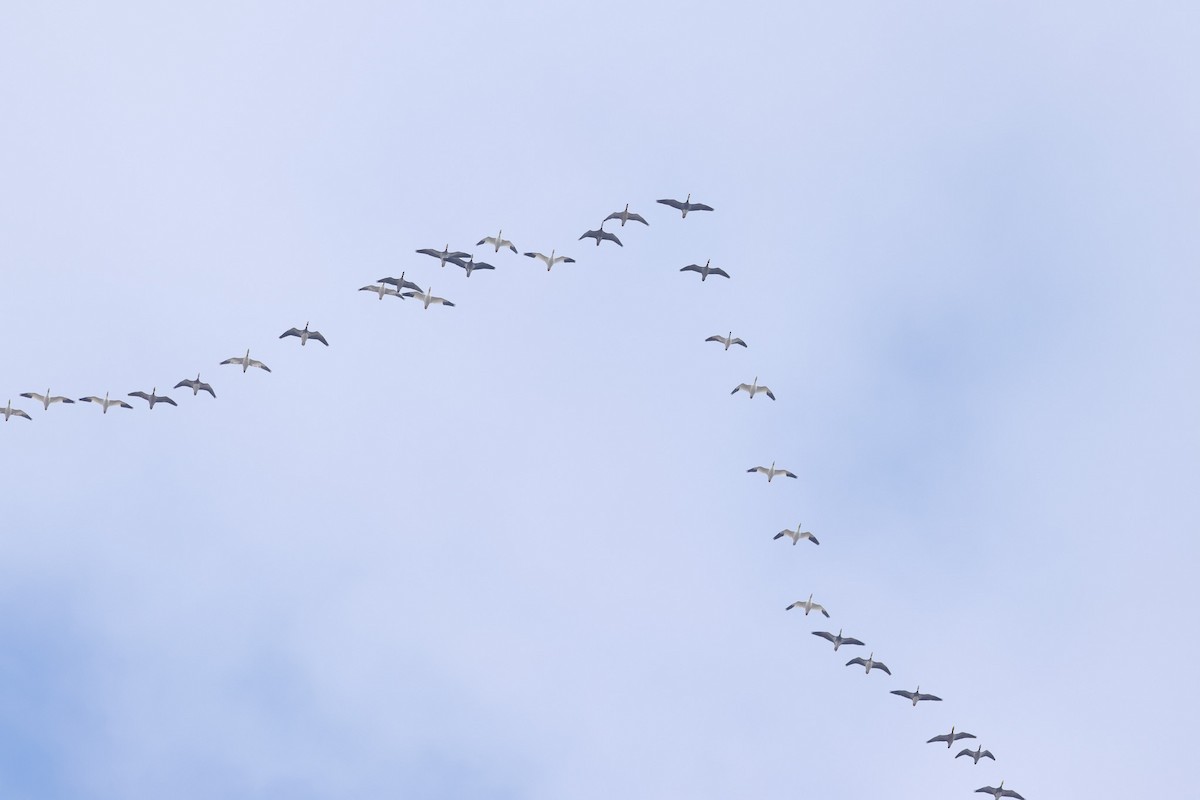 Snow Goose - ML646324617