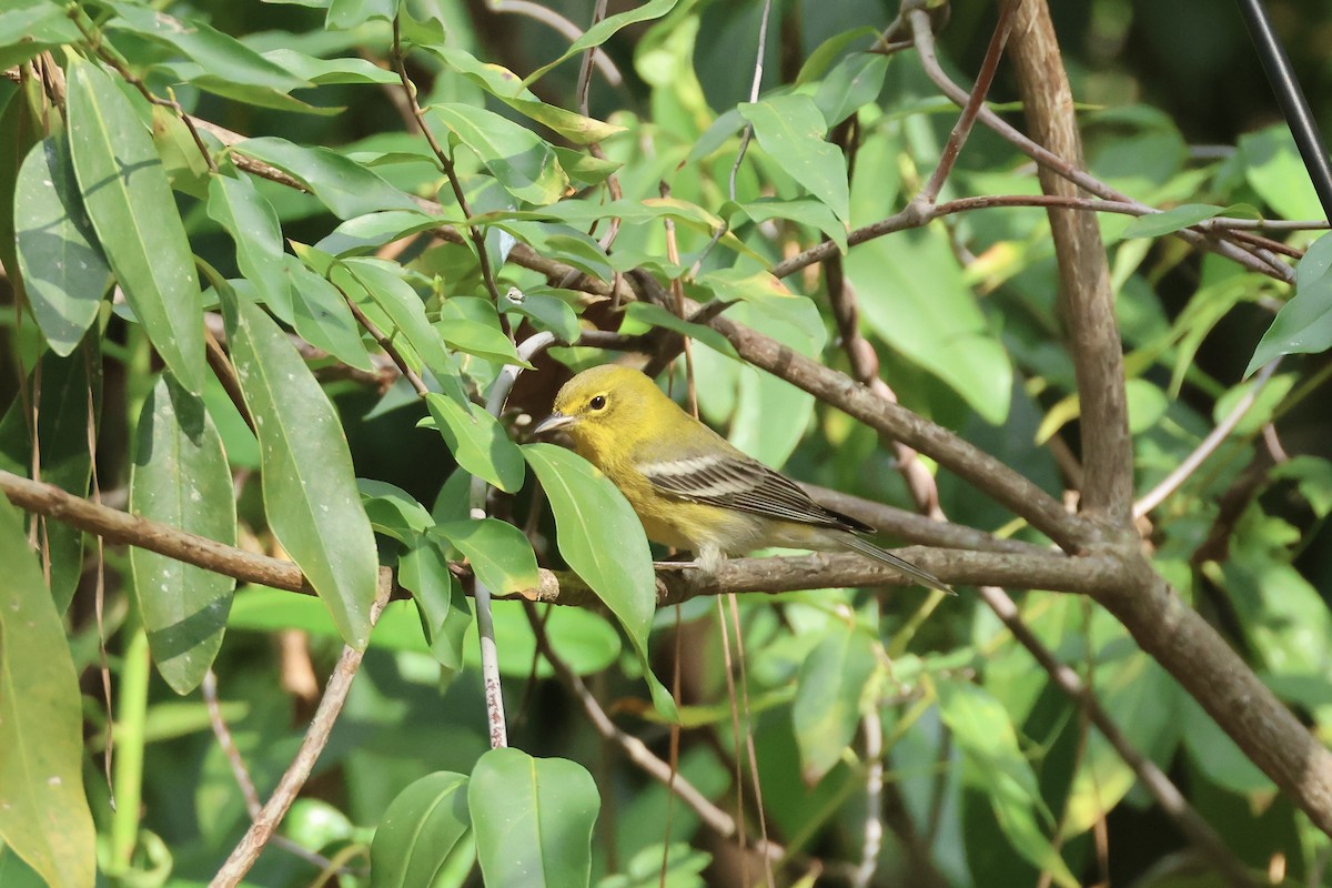 Pine Warbler - ML646324618