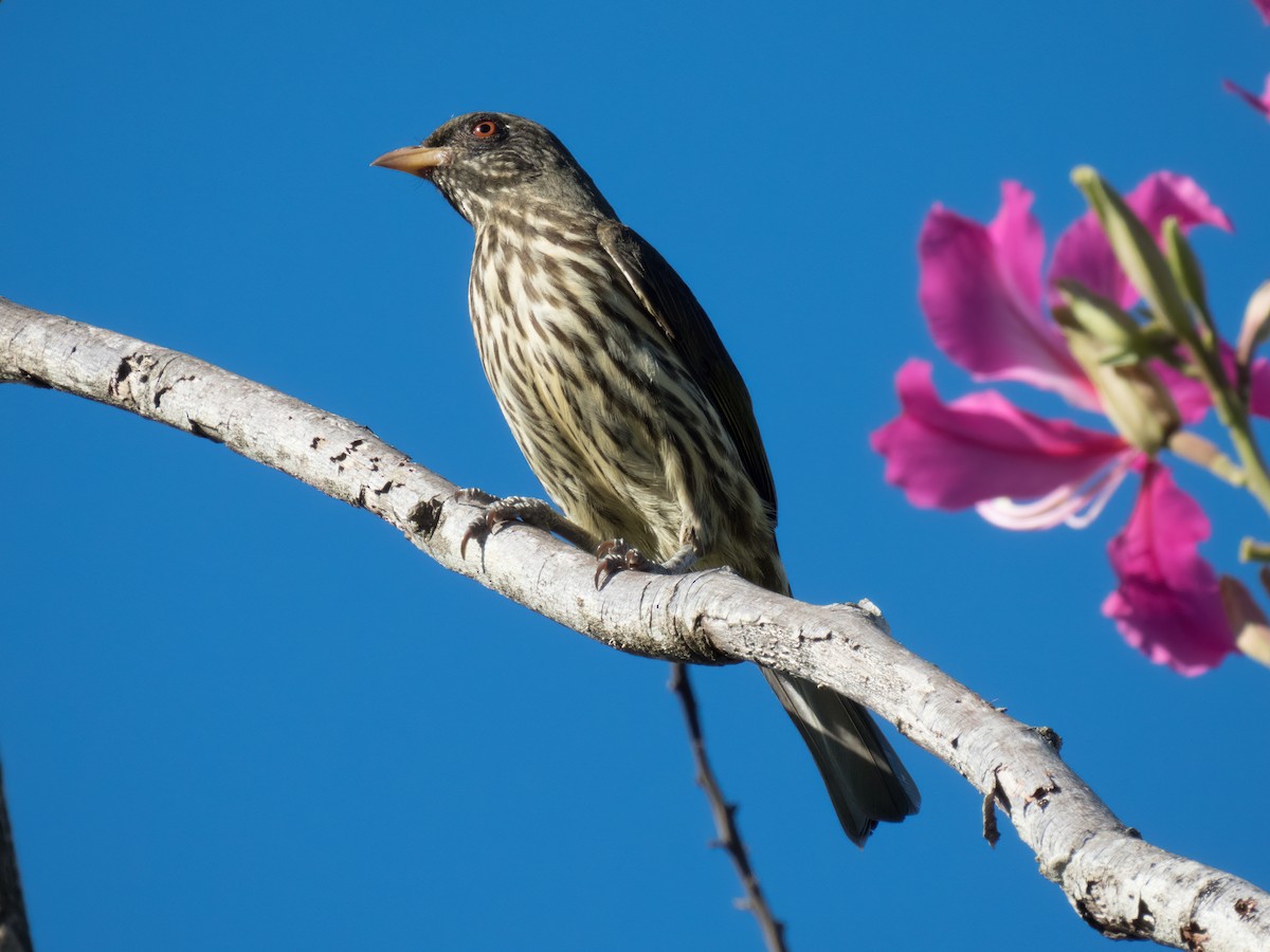 Palmchat - ML646324619