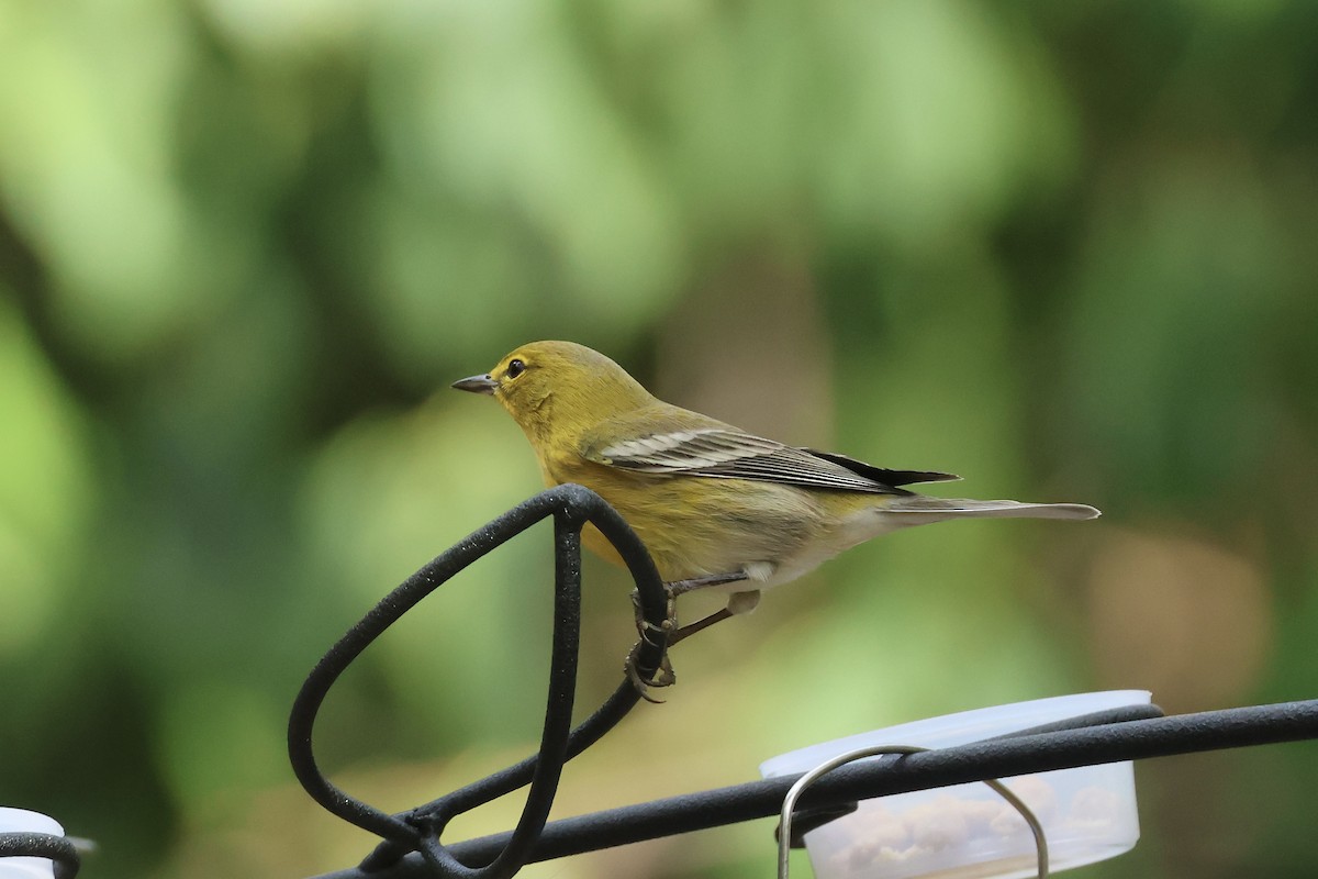Pine Warbler - ML646324620