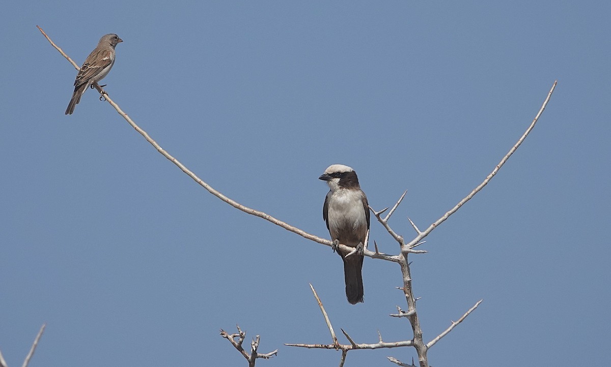 Southern Gray-headed Sparrow - ML646324622