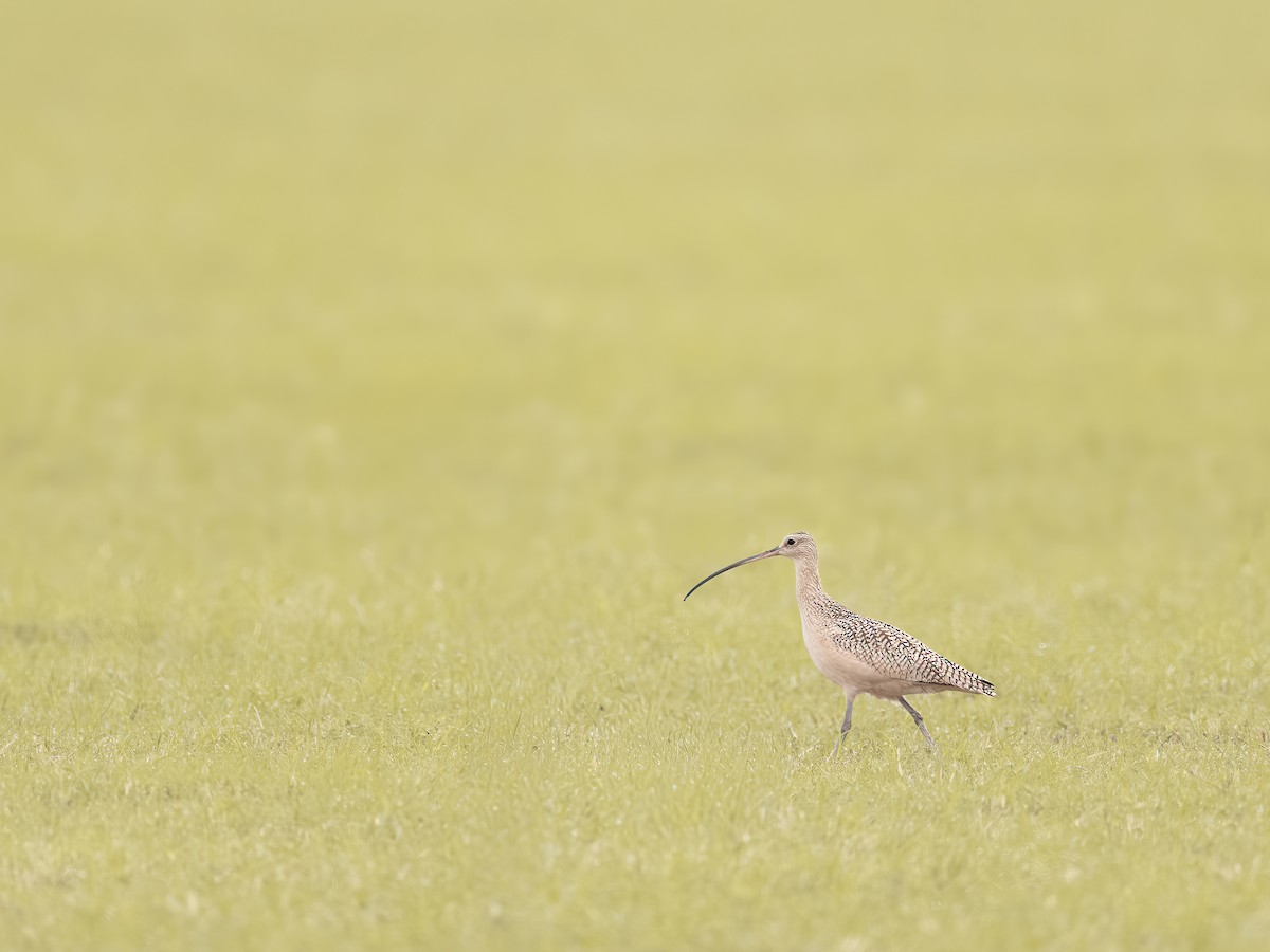 Long-billed Curlew - ML646324623