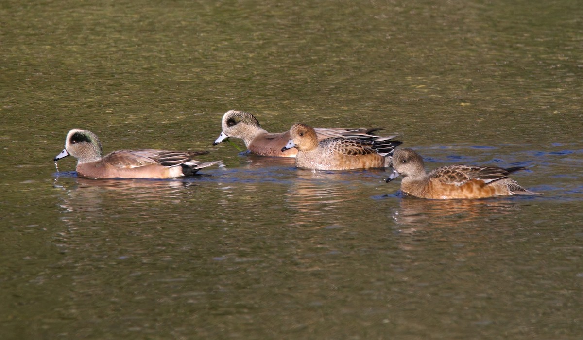 赤頸鴨 - ML646324624