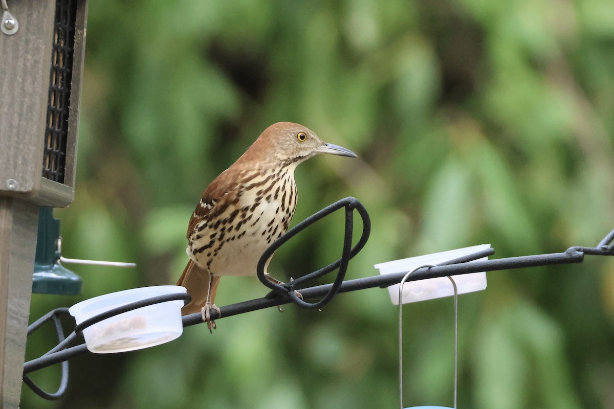 Cuitlacoche Rojizo - ML646324625