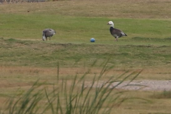 Snow Goose - ML646324626