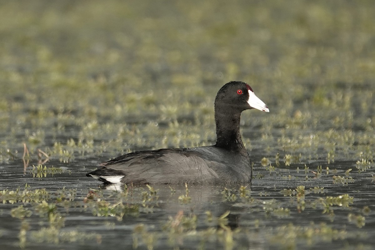 American Coot - ML646324627