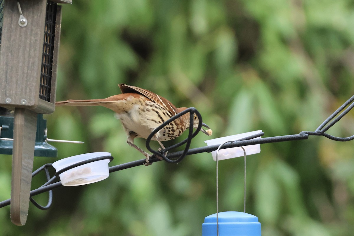 Cuitlacoche Rojizo - ML646324628