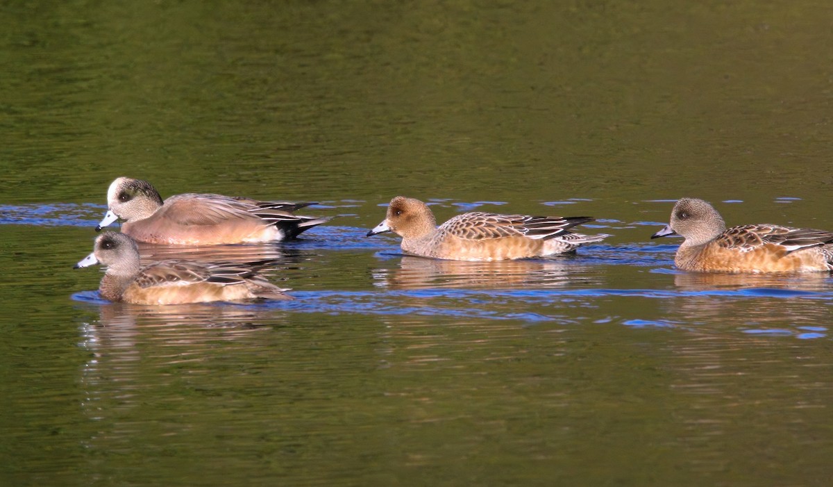 赤頸鴨 - ML646324629