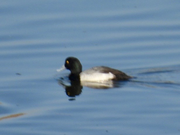 Greater Scaup - ML646324631