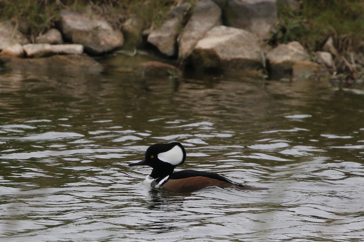 Hooded Merganser - ML646324634