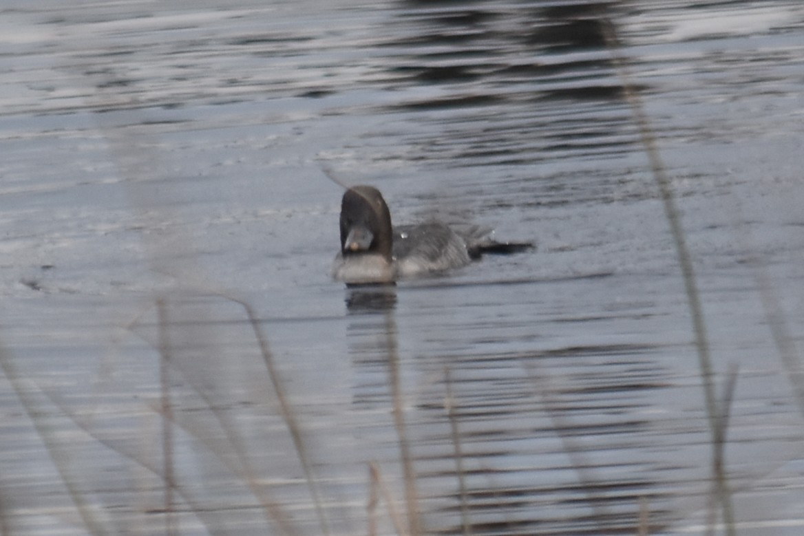 Common Goldeneye - ML646324635
