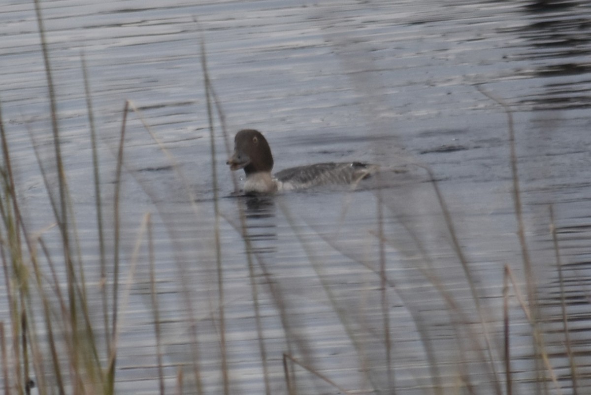 Common Goldeneye - ML646324636