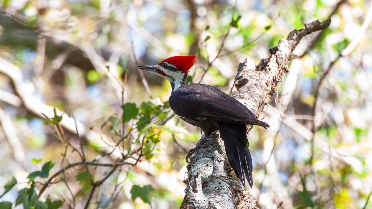 Pileated Woodpecker - ML646324641