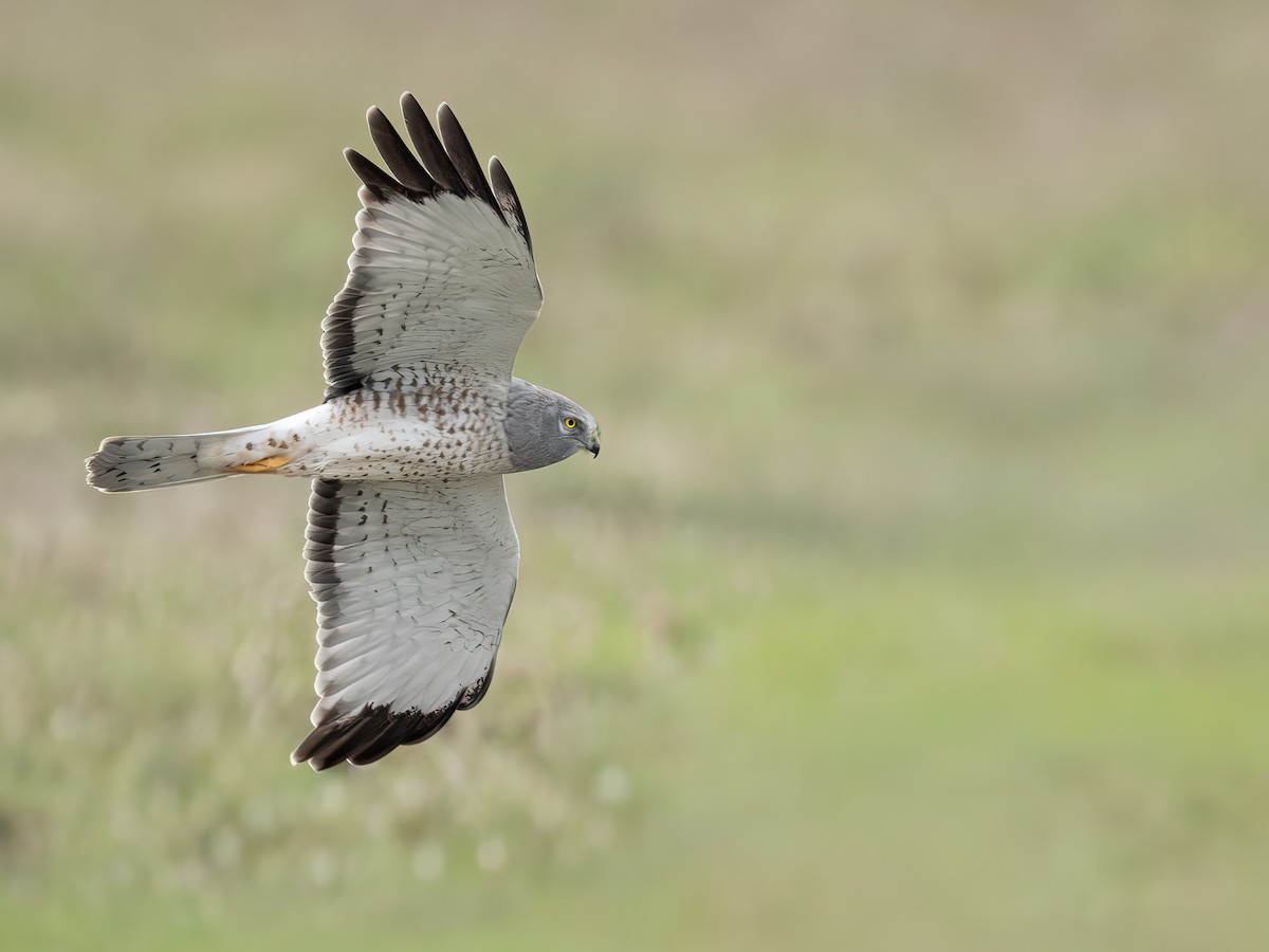 Northern Harrier - ML646324642