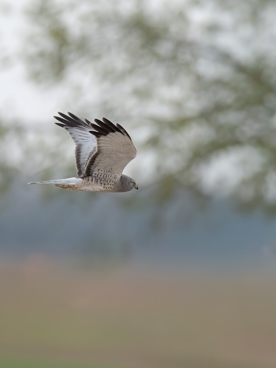 Northern Harrier - ML646324643