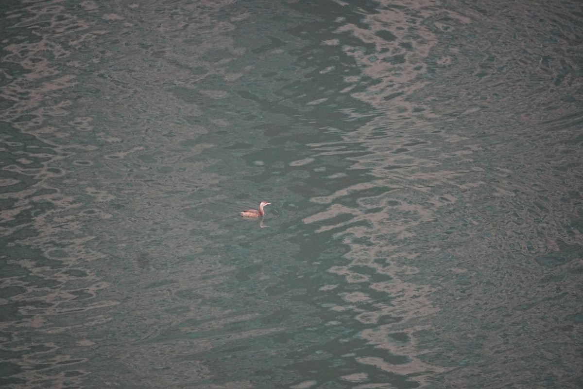 Little Grebe - ML646324644